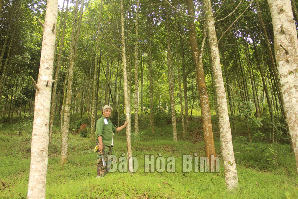 Huyện Đà Bắc đẩy mạnh phát triển kinh tế rừng